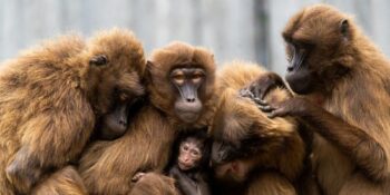 Nos amis les singes : groo­ming, schmoo­zing, etc.