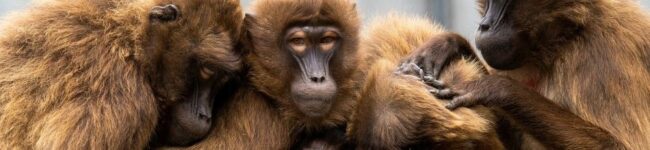 Nos amis les singes : groo­ming, schmoo­zing, etc.