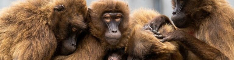 Nos amis les singes : groo­ming, schmoo­zing, etc.