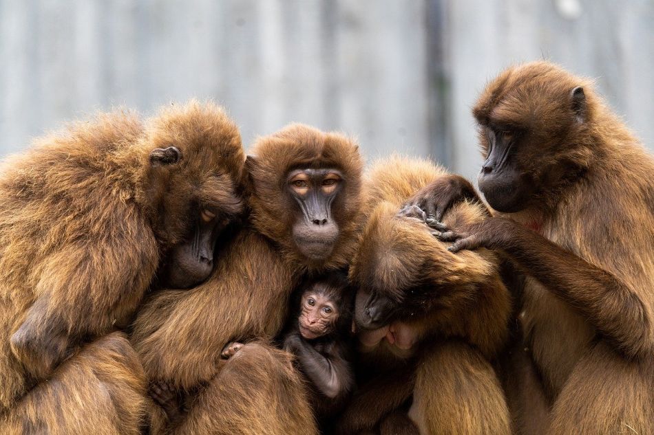 You are currently viewing Nos amis les singes : groo­ming, schmoo­zing, etc.