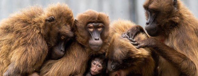 Nos amis les singes : grooming, schmoozing, etc.
